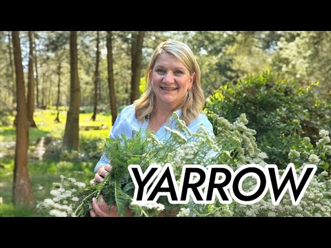 YARROW: Nature's Secret Weapon for Healing
