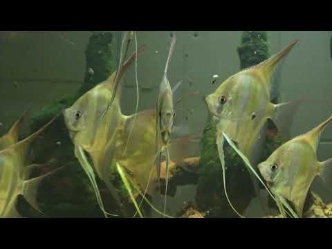 Altum Skalar, Pterophyllum altum