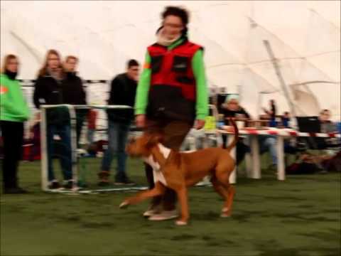 Dexter obedience kezdő 2016.02.28.