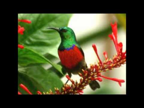 Cameroon- Alice Agbor by Bebe Manga