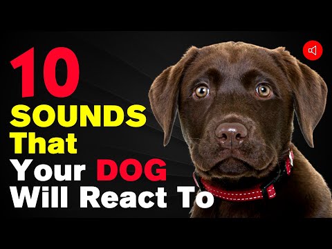 10 Sounds That Your Dog Will React To