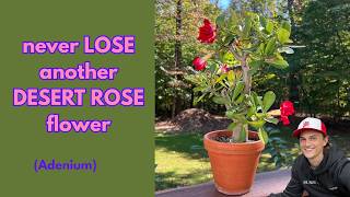 DESERT ROSE - No More Flower Buds Dropping Before Opening - Pro Tip (Adenium sp.)