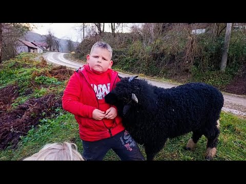 BACILI PSA KAO SMEĆE | SRAMOTA ŠTA LJUDI RADE ŽIVOTINJAMA!