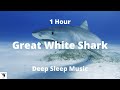 Great White Shark Meditation Music - Relaxing Music - Deep Sleep Music - 1 Hour