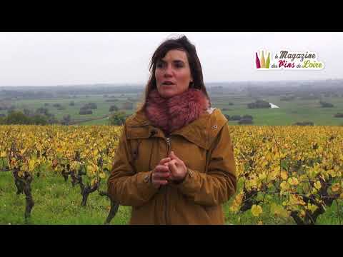 Les atouts des vins de Loire et du muscadet