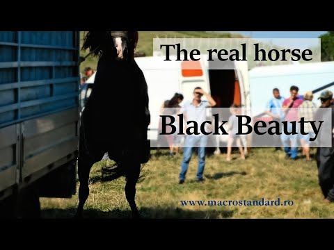 Click aici pentru vizualizare The Real Horse Black Beauty The Real Horse Black Beauty