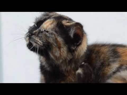 cats fanny animal#short #shortvideo