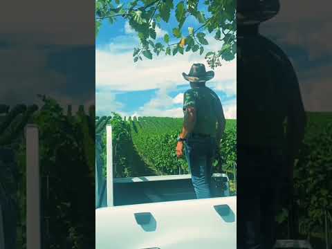 Siegerwein Cabaret Noir - Piwirebe der Zukunft