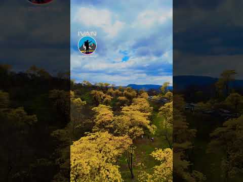 Florecimiento de los guayacanes en Mangahurco cantón Zapotillo Loja Ecuador 🇪🇨 #ivanaventuras