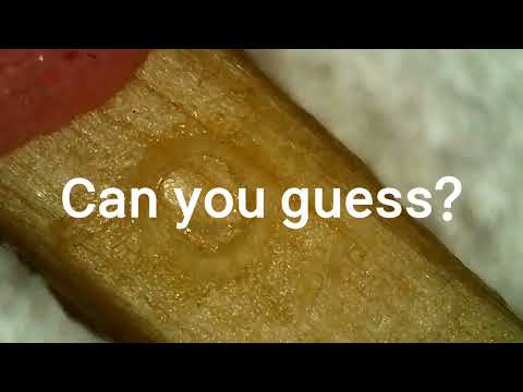 Match under microscope(현미경으로 본 성냥)