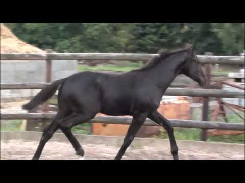 Hannoveraner Hengstfohlen von Bon Couer x San Remo