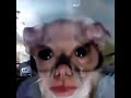 Mrs Kwan Leaked Gameplay