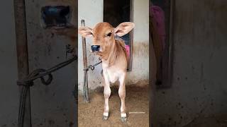 Funny Cow Sound 😁😁/#shorts #cowlover #funnyshorts #funny #cowvoice #viral
