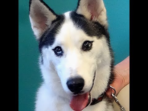 DEXTER-Adopted, an adopted Siberian Husky in Indianapolis, IN_image-1