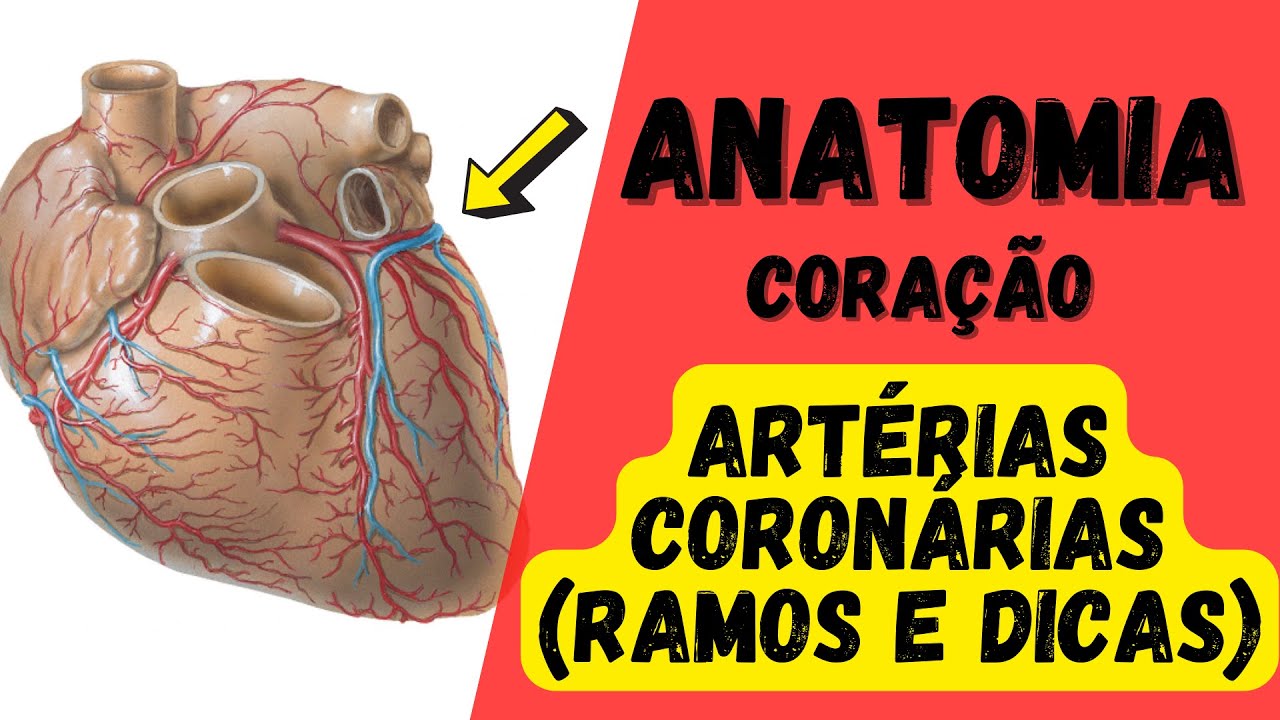 ANATOMIA - Quais são os ramos das artérias coronárias?