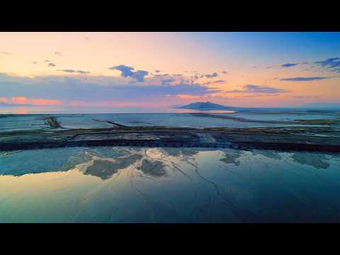 How Toxins Impact Great Salt Lake Wildlife