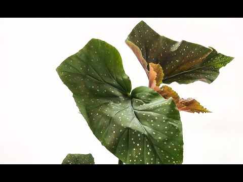 Begonias from Steve’s Leaves. Plant mail! (Close ups at the end)