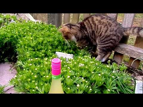 DIY: alles WALDMEISTER :)) ...Bowle, Limo,... selbst gemacht LEICHT gemacht!