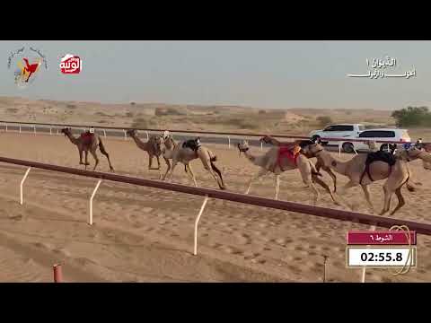  ش 6 (شواهين) لـ سعيد منانه غدير اجتبي 8:16 , شارة الديوان 1 2026/09/20 حول زمول اللبسه  