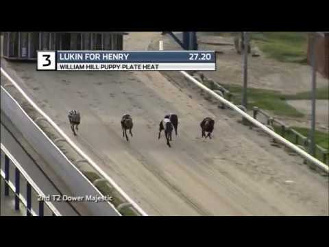 2018 WILLIAM HILL PUPPY PLATE - HEAT 2 -T3 LUKIN FOR HENRY