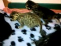 kittens (18 days old) xxxx 