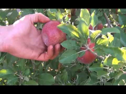download lagu mp3 mp4 What Happened To Jonathan Apples, download lagu What Happened To Jonathan Apples gratis, unduh video klip What Happened To Jonathan Apples