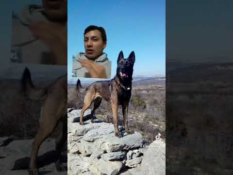 MALINOIS: mejor raza de perros de Bélgica 🇧🇪 #Malinois #WorkingDog