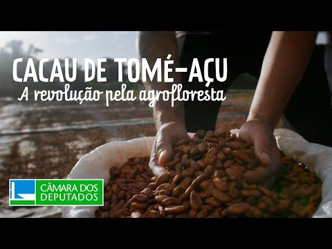 Cacau Tomé-Açu