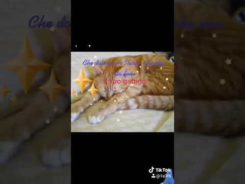 Un grande dolore  a Ilaria  Telefono  la sua gattina non sta bene preghiamo  tutti😘🙏♥️