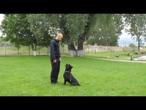 Nero first steps in agility - S.M.A.R.T. training of dogs Nero first steps in agility - S.M.A.R.T. training of dogs