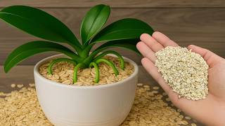 A Secret Under the Orchid – Roots Sprouting All Year, You Won’t Believe It!