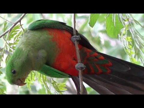 Gorgeous King Parrot  （⌒▽⌒）❧ Video