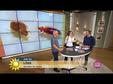 Så lätt sprids hårlöss - Nyhetsmorgon (TV4)