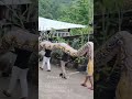 Bangkai Ular Piton Raksasa