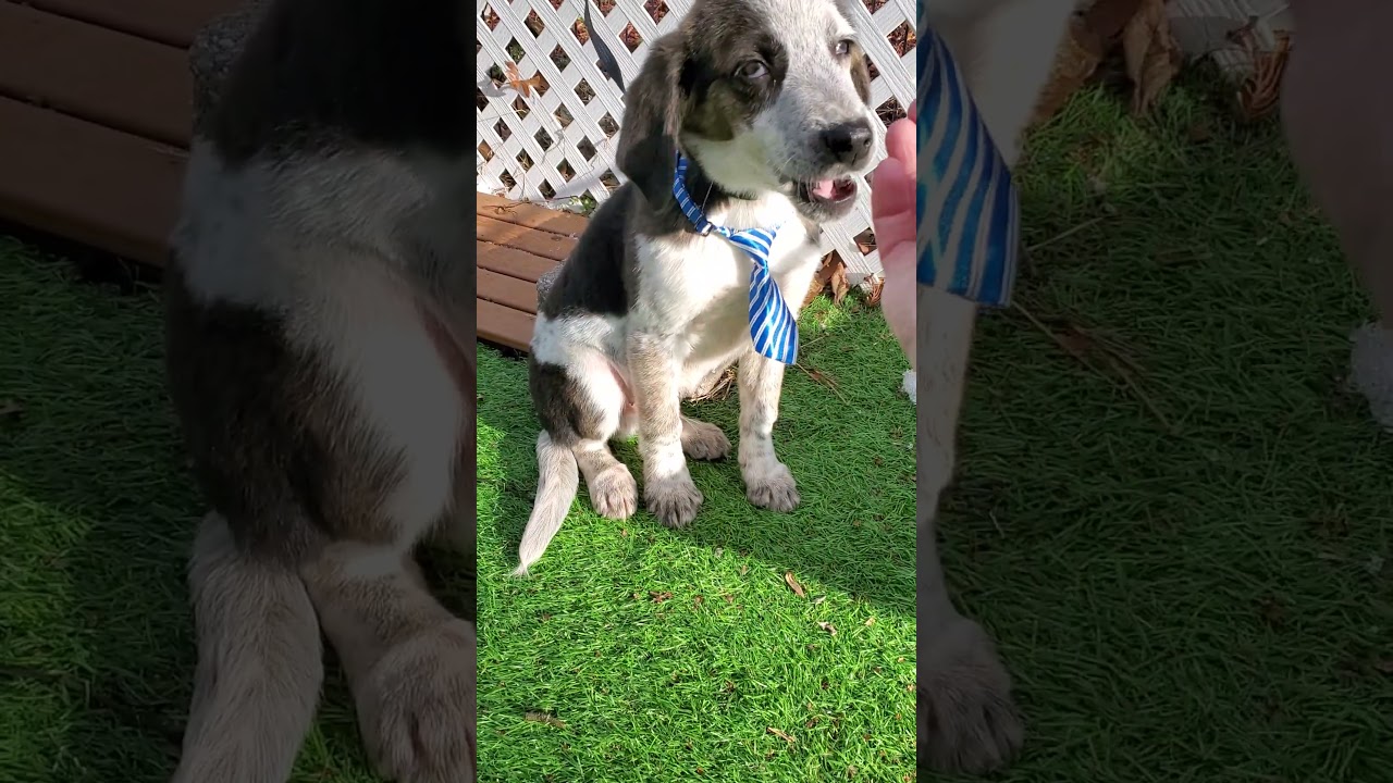 Enlarge Petrie, a Adoptable mixed breed in Blairstown, NJ video 5/6