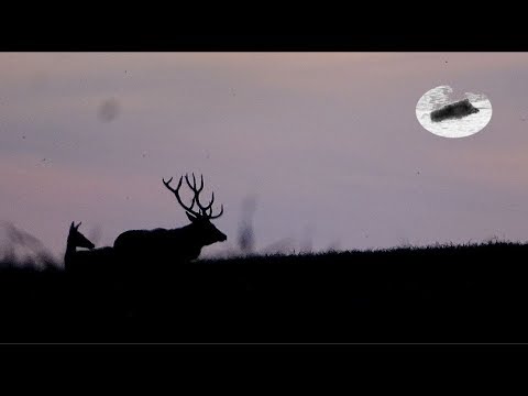 Red stag hunting in September 2018 - TRAILER