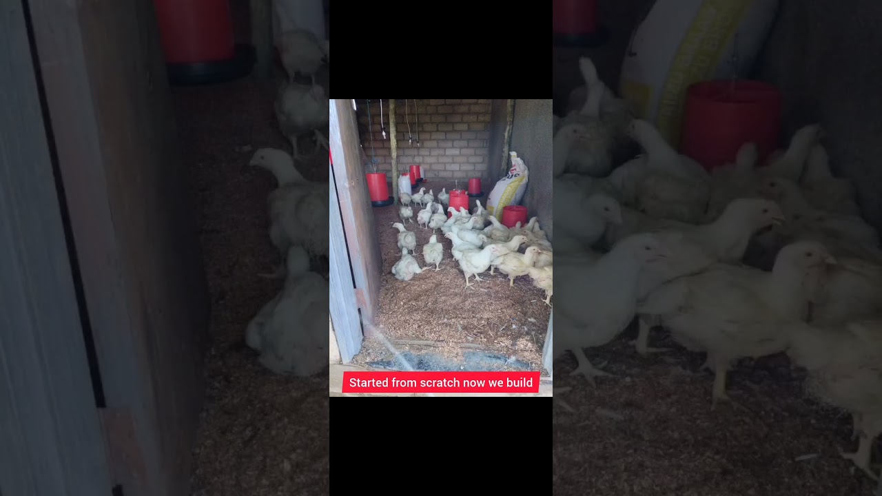 From an Idea to Action