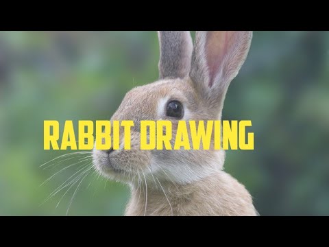 How to Draw a Rabbit