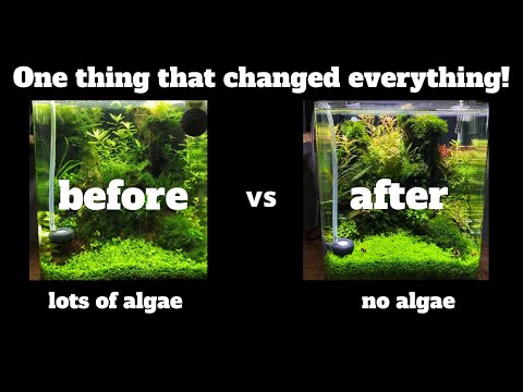 I GOT RID OF ALGAE AFTER I DID THIS ONE THING! 😱