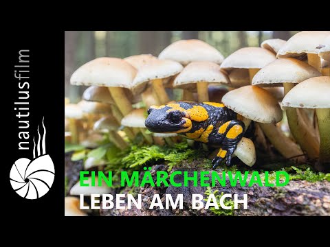 Märchenwald am Inn | Naturdokumentation | Jan Haft