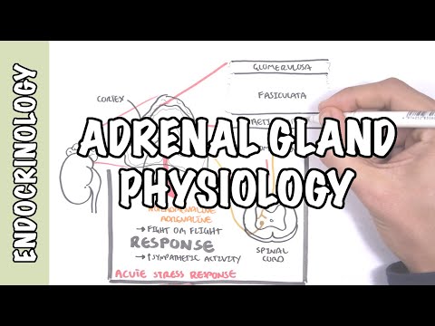 Adrenal Gland Hormones