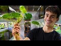 These 12 Easy House Plants Filter Your Aquarium