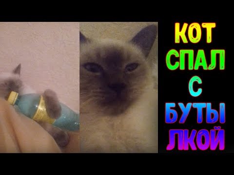 Ржачные видео ! Кот который спал с бутылкой !
