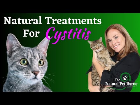 Home Remedies for Cat UTI | Cat Bladder Infections