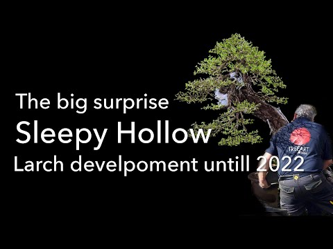 A big surprise right at the beginning of 2022!  A completely rotten trunk of an old Yamadori Larch!