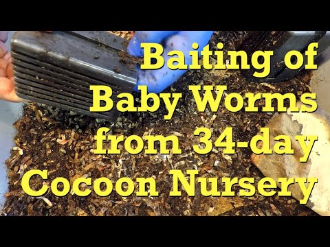 "Original" worms fed + baiting babies in their nursery on day 34 - vermicompost