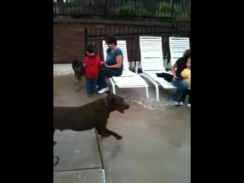 Liesel - 5 Month Old German Shepherd