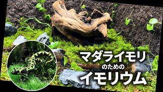 マダライモリのための平地イモリウム