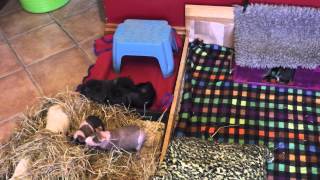 preview picture of video 'Guinea Pig Morning Routine'