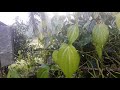 Bulath Wagawa Betal Cultivating